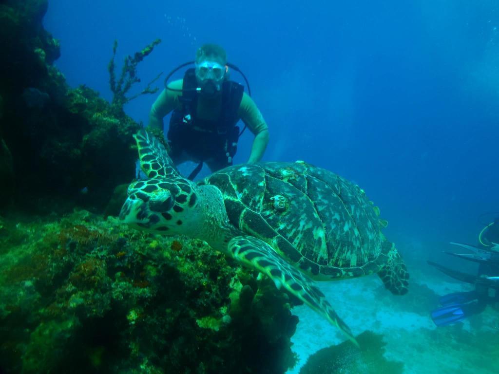 Beachouse Dive Hostel Cozumel Exteriör bild