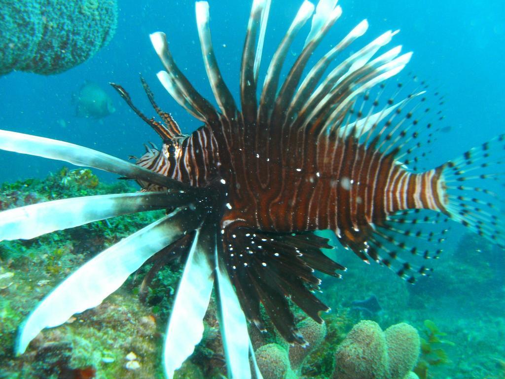 Beachouse Dive Hostel Cozumel Exteriör bild